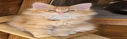 Maine Coon cats for sale: Maine Coons Ready Now!! 4 male 1 female  - Advert 27