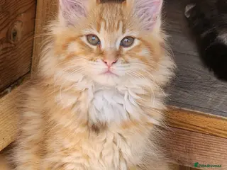 Maine Coon cats Maine Coons Ready Now!! 4 male 1 female - Advert 6