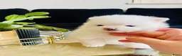 Pomeranian dogs for sale: Adorable little pom-poms looking new parents - Advert 1