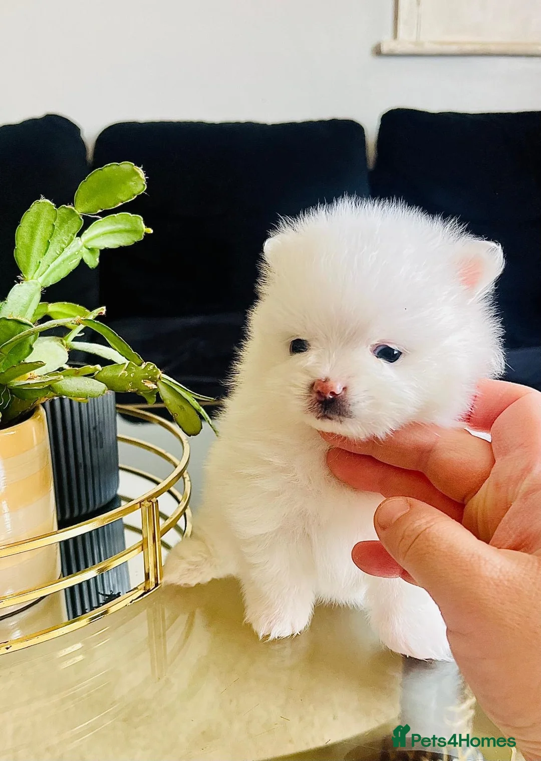 Pomeranian dogs for sale: Adorable little pom-poms looking new parents - Advert 1