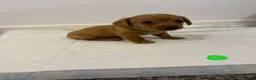 Dachshund dogs for sale: 7x daschund puppies  - Advert 3