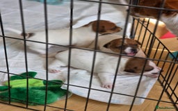 Jack Russell dogs for sale: Jack Russel puppies - Image 10