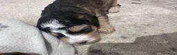 Mixed Breed dogs for sale: Beautiful Cockalier Puppies  - Advert 11
