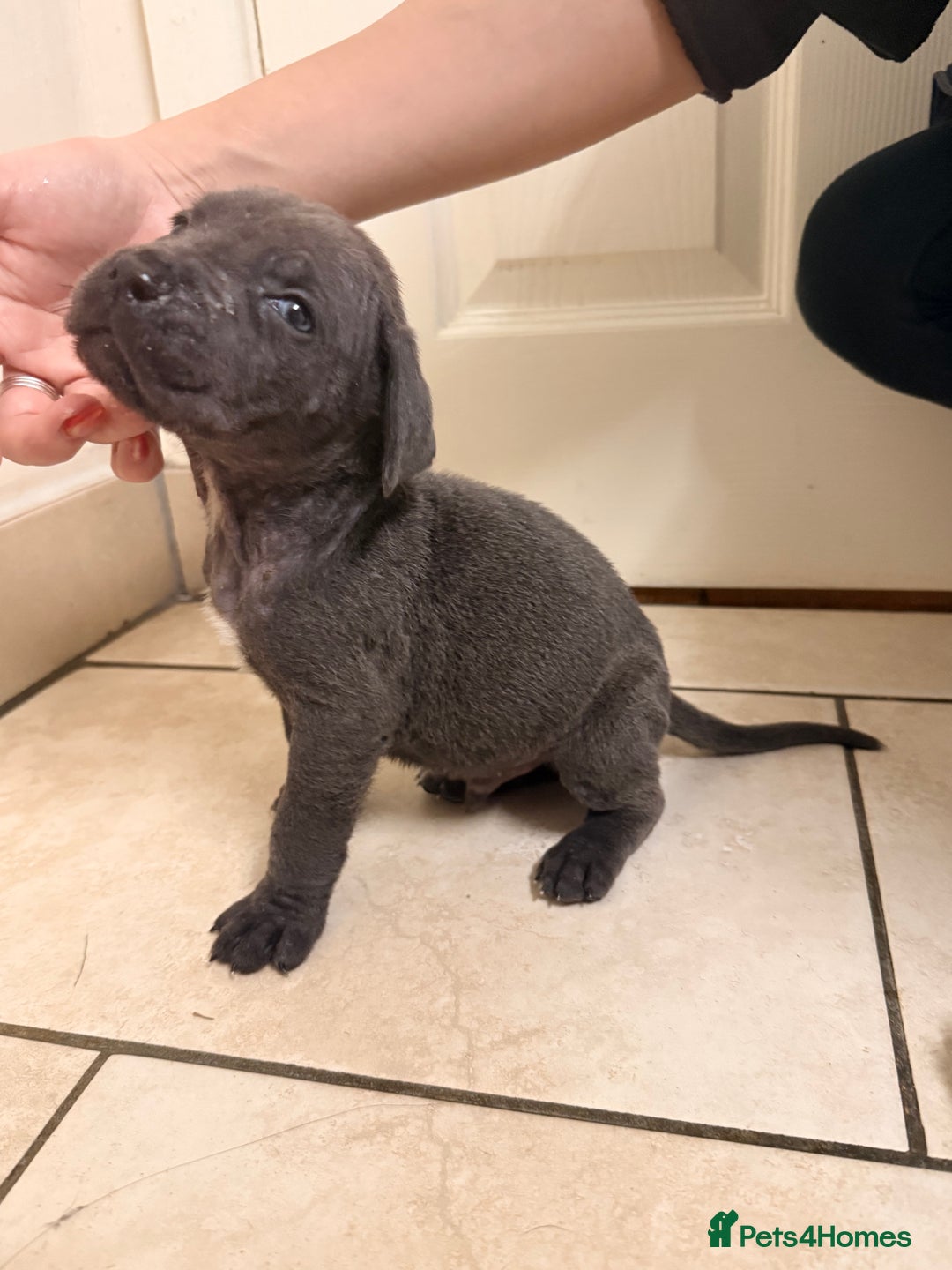 Cane Corso dogs for sale: Beautiful Cane Corso puppies available - Advert 12