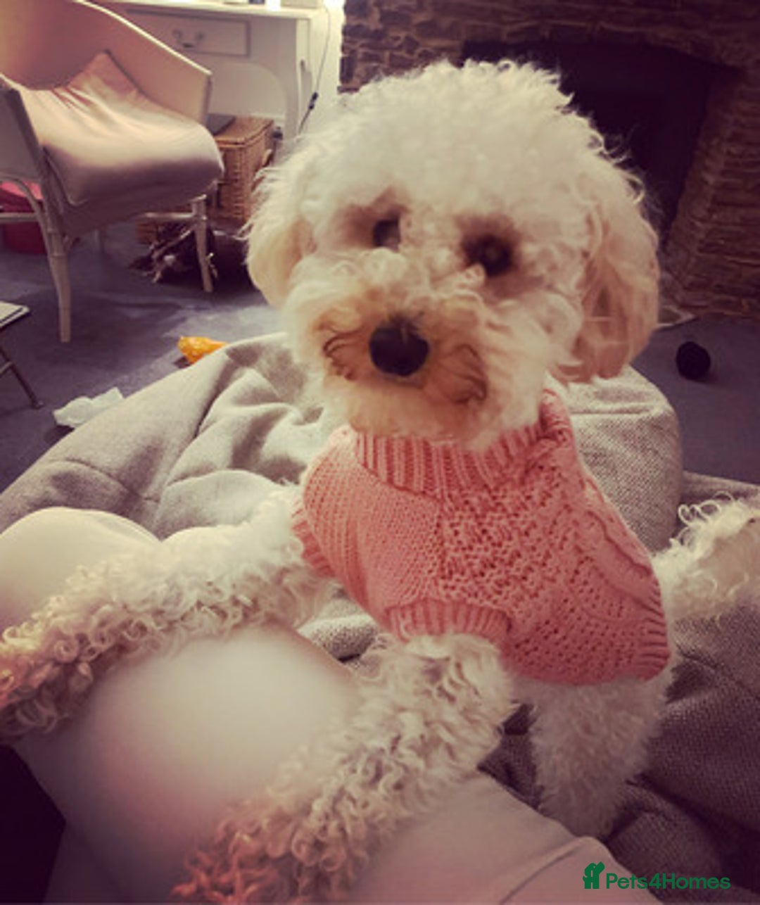 Toy Poodle dogs for sale: affectionate Toy poodle - Advert 1