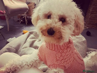 Toy Poodle dogs affectionate Toy poodle - Advert 1