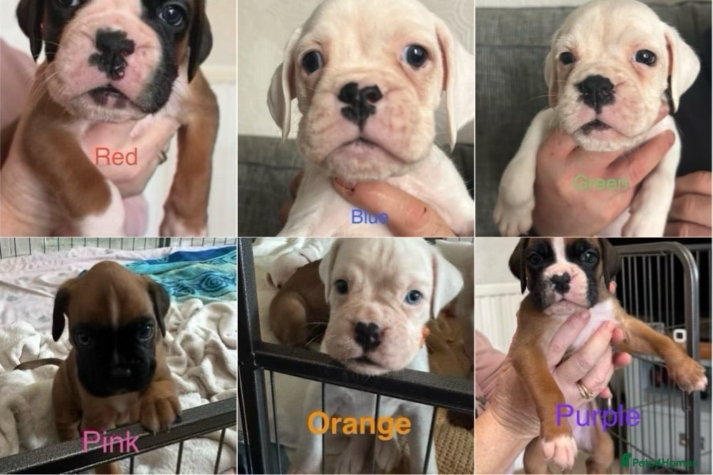 Boxer dogs Adorable BOXER puppies - Advert 4