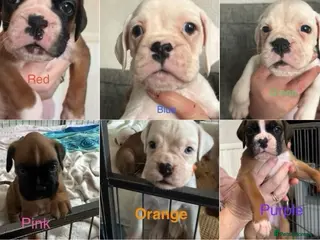 Boxer dogs Adorable BOXER puppies - Advert 4