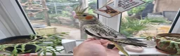 Cockatiels birds for sale: Baby cockatiels  - Advert 1