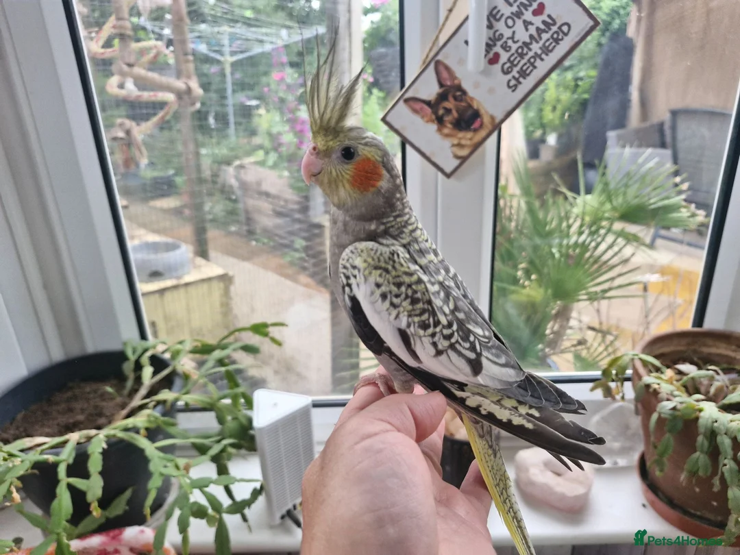 Cockatiels birds for sale: Baby cockatiels  - Advert 1