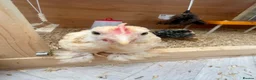 Chickens poultry for sale: 3 Male Pekin Bantam Roosters in Bishop Auckland - Advert 7