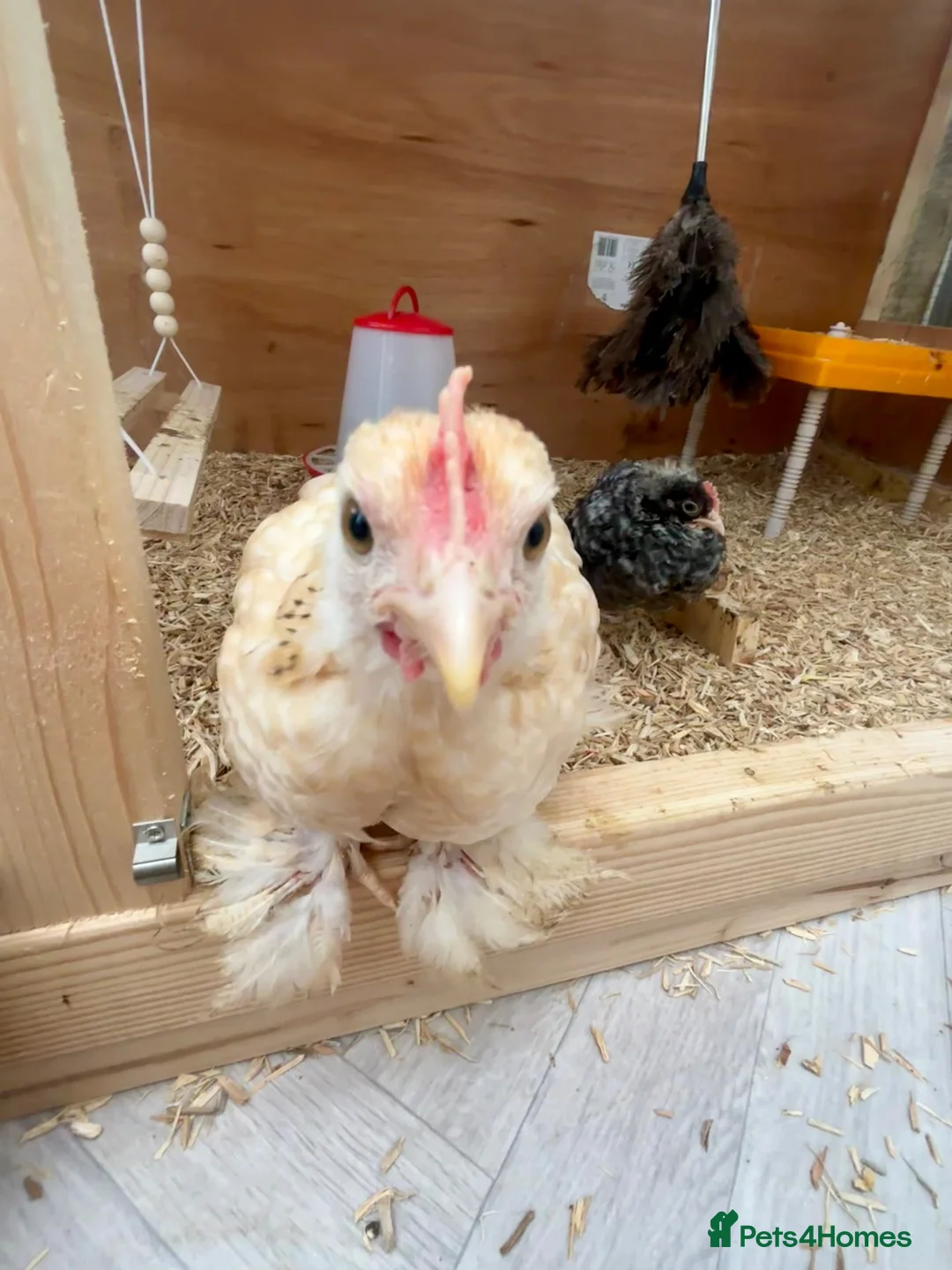 Chickens poultry for sale: 3 Male Pekin Bantam Roosters in Bishop Auckland - Advert 7