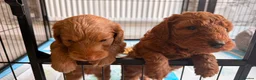 Cockapoo dogs for sale: Cockapoo puppies  - Advert 6