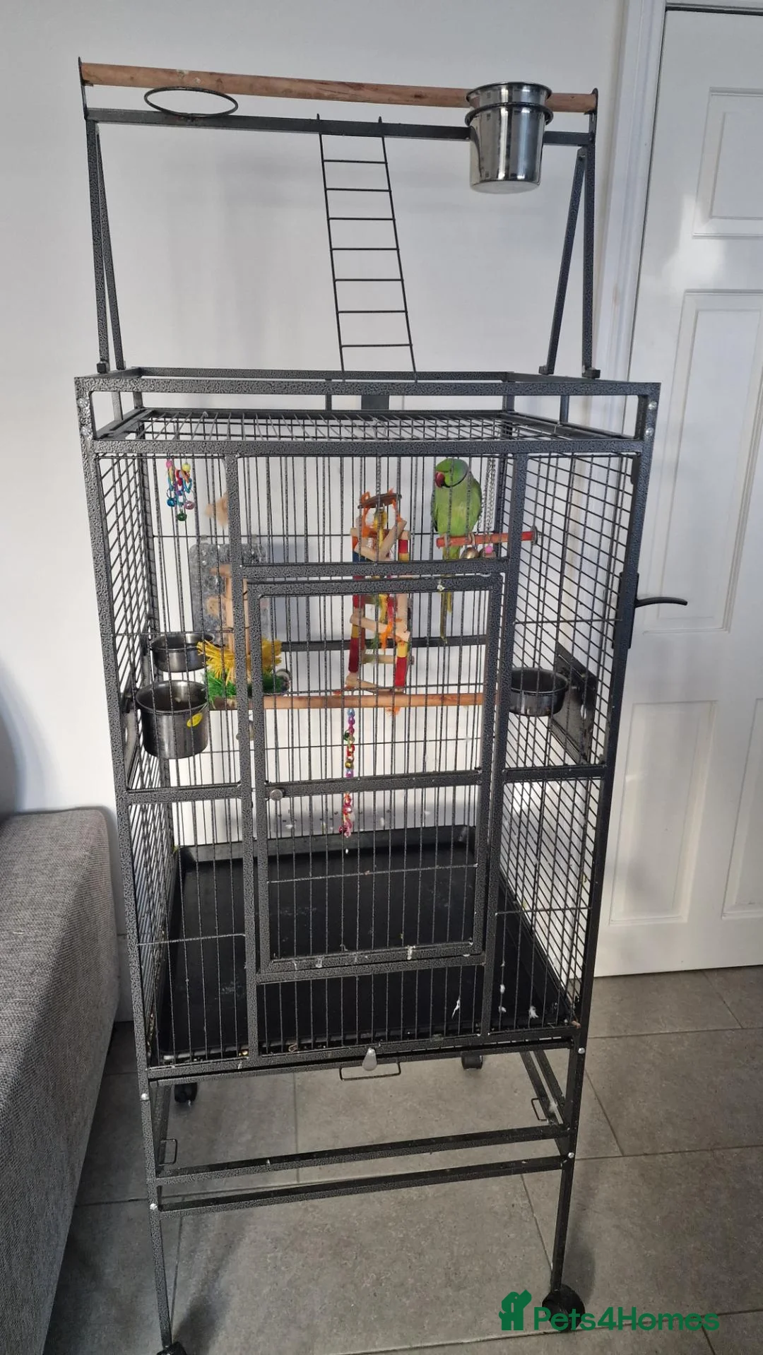 Ringnecks birds for sale: Indian Ringneck for sale in Spennymoor - Advert 3