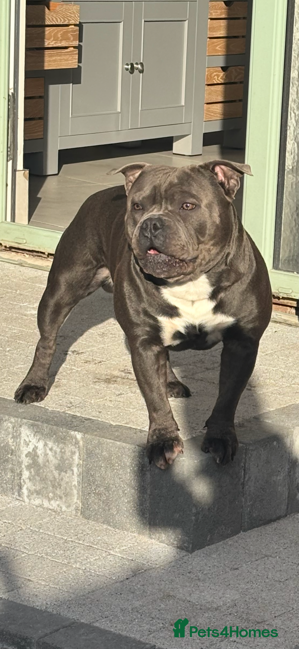 Staffordshire Bull Terrier dogs Staffordshire Bull Terrier (stud dog) - Advert 6