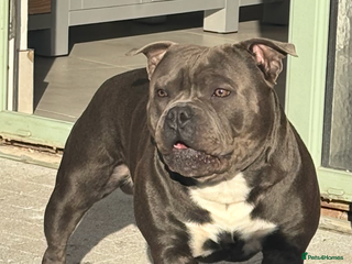 Staffordshire Bull Terrier dogs Staffordshire Bull Terrier (stud dog) - Advert 6