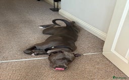 Staffordshire Bull Terrier dogs for sale: 7 month old puppy  - Image 3