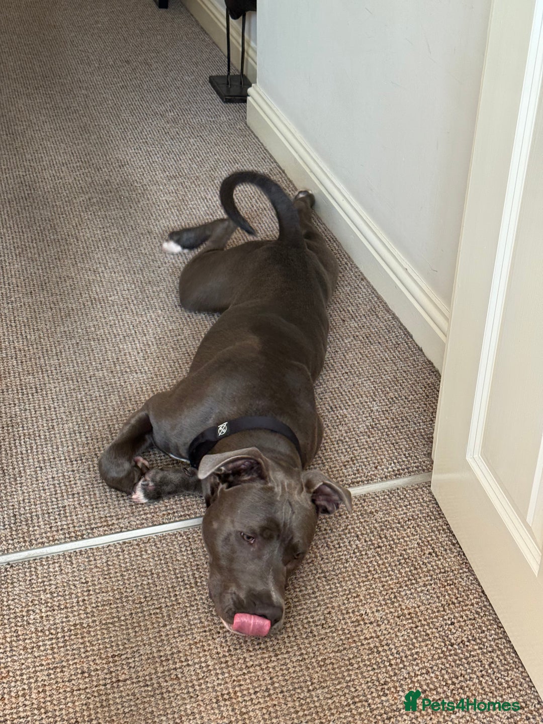 Staffordshire Bull Terrier dogs for sale: 7 month old puppy  - Image 3