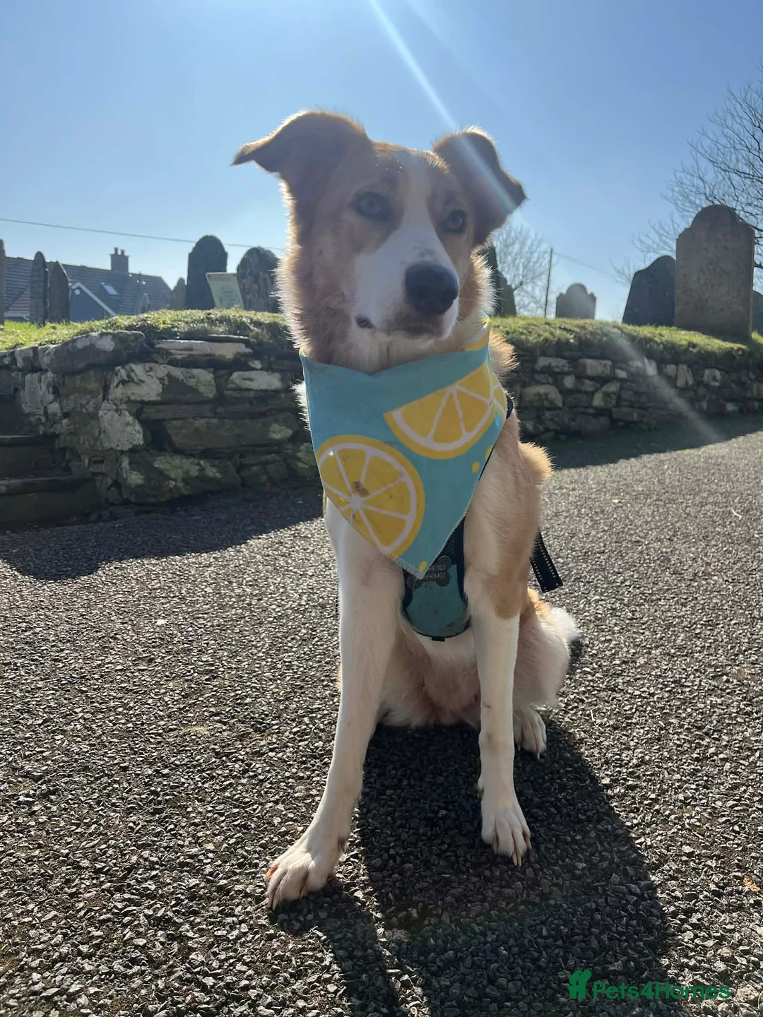 Border Collie dogs for sale: 6 beautiful Border Collie puppies for sale in Kingsbridge - Advert 1