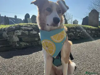 Border Collie dogs 6 beautiful Border Collie puppies for sale - Advert 9