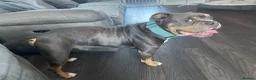 Old Tyme Bulldog dogs for sale: Old tyme bulldogge in Seaham - Advert 1