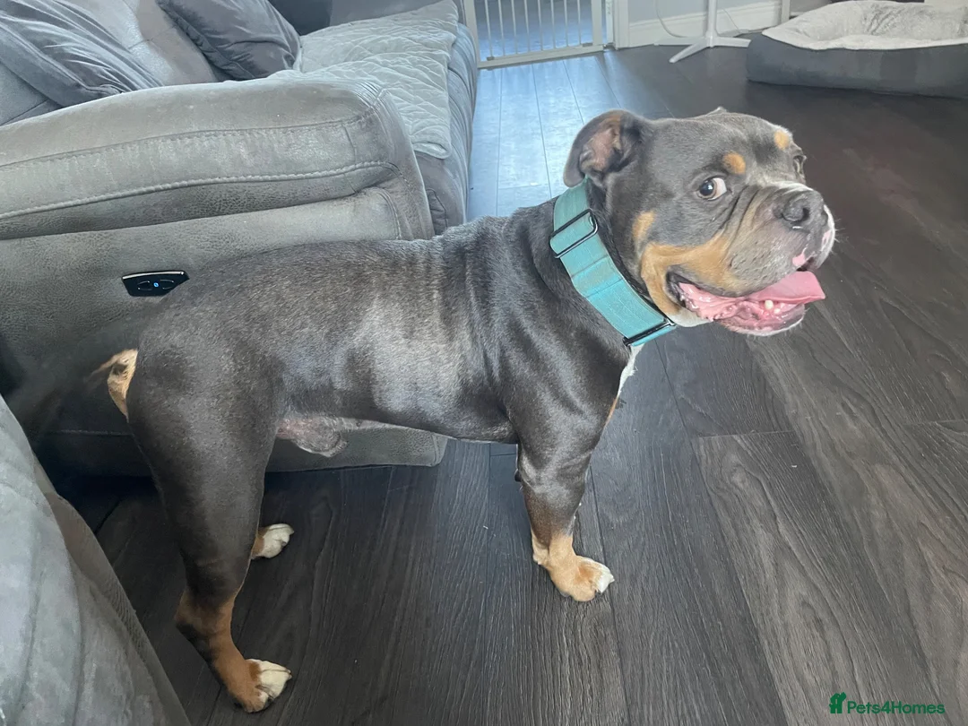 Old Tyme Bulldog dogs for sale: Old tyme bulldogge in Seaham - Advert 1