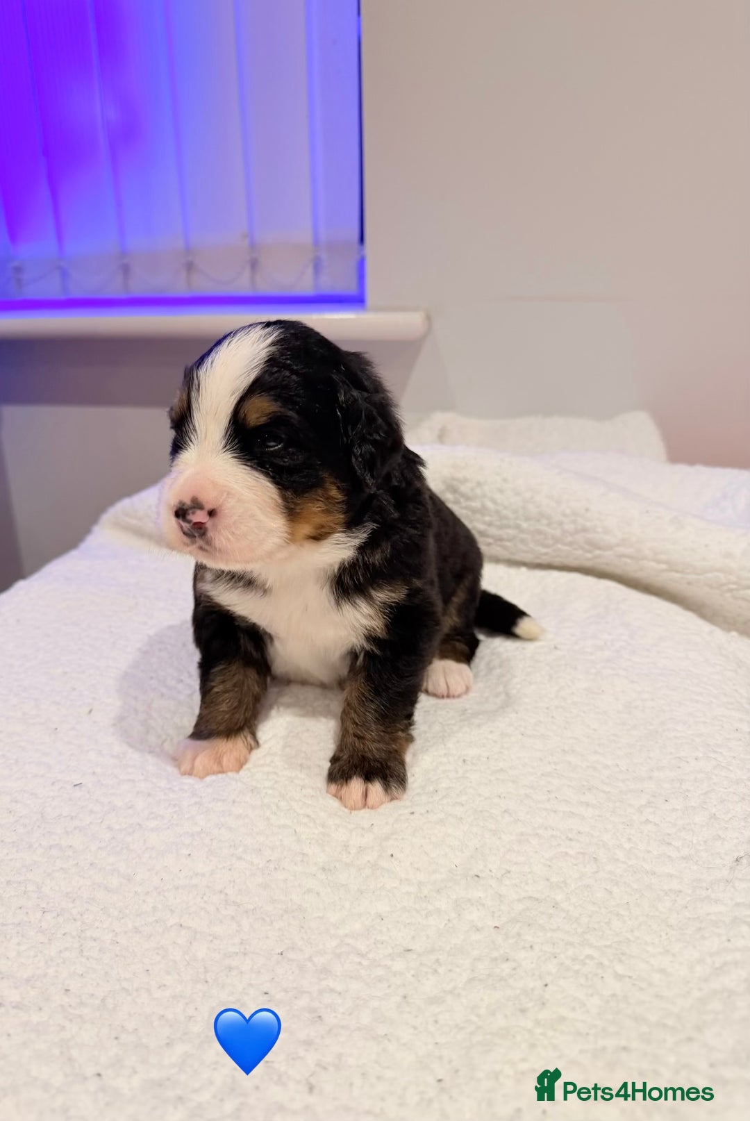 Bernese Mountain Dog dogs for sale: Stunning Pedigree Bernese Mountain Puppies - Advert 26