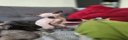 Sphynx cats for sale: Canadian sphynx kitten looking for home - Advert 6