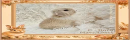 Mini Lop rabbits for sale: 🌻 Baby Mini Lops 🌻 Reserve Now 🌻 Ready 4th Oct - Advert 7
