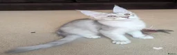 Maine Coon cats for sale: Ticked & Shaded Registered Kittens  - Advert 4