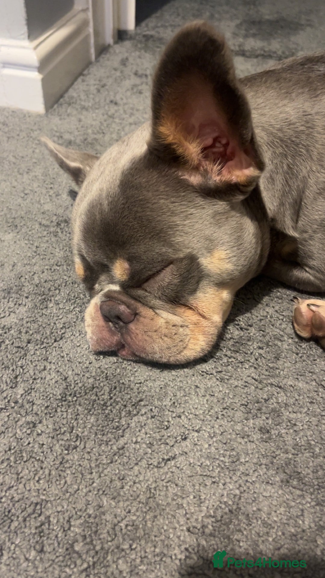 French Bulldog dogs for sale: Arlo, French bull dog - Advert 2