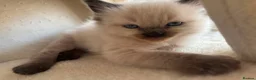 Mixed Breed cats for sale: Ragdoll mix kittens ready 17/8 in Stoke-on-Trent - Advert 7