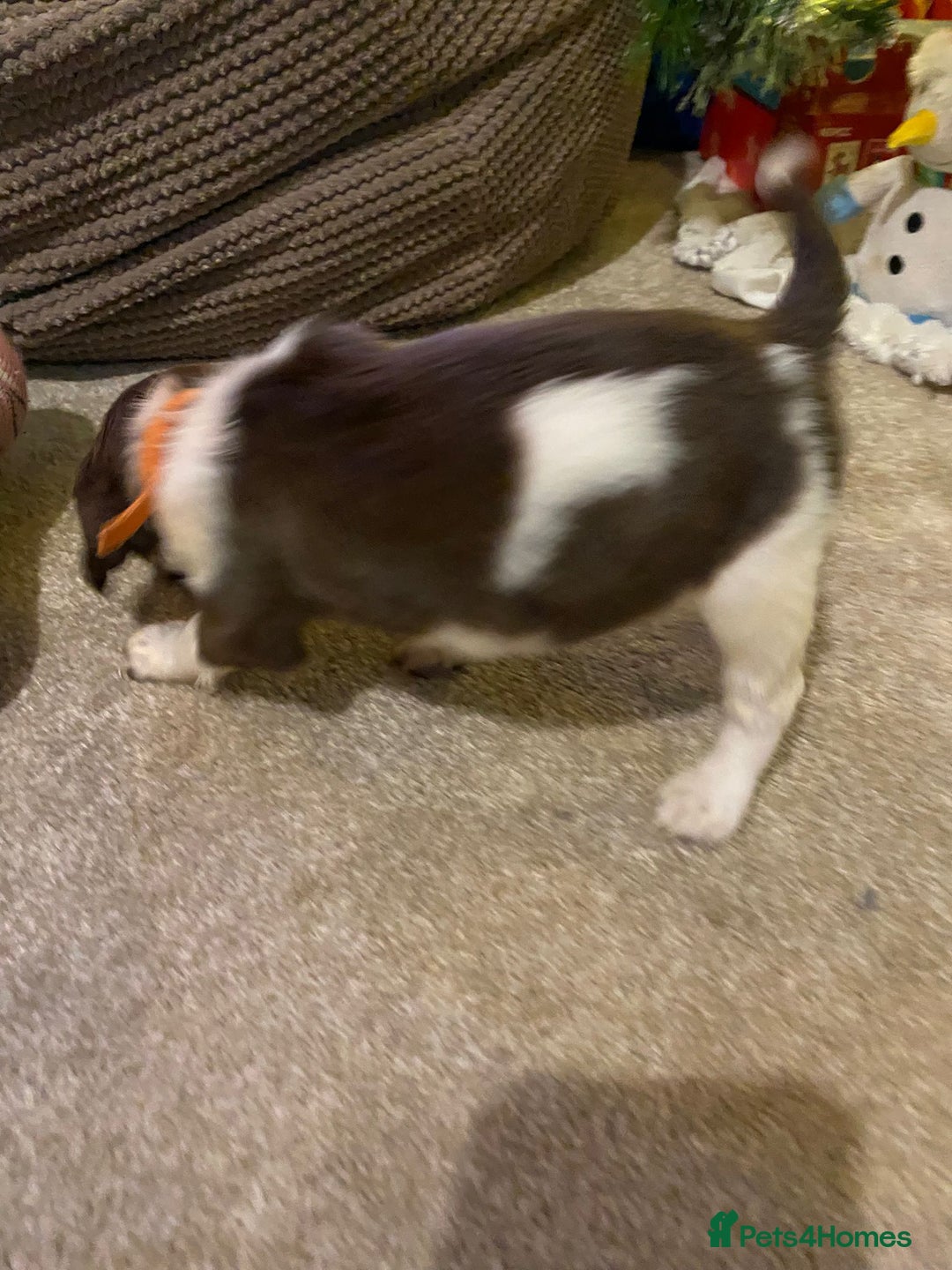 English Springer Spaniel dogs for sale: 6 Kc registered English springer spaniel pups  - Advert 15