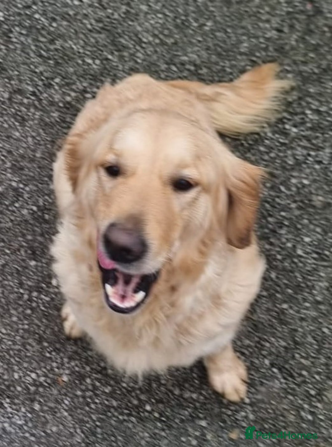 Golden Retriever dogs for sale: Gorgeous KC Registered Goldies. 5 Star Reg.Breeder - Advert 20