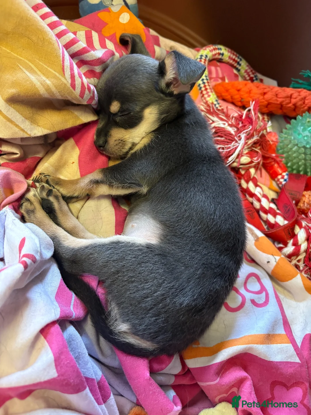 Chihuahua dogs for sale: Blue tri female  - Advert 2