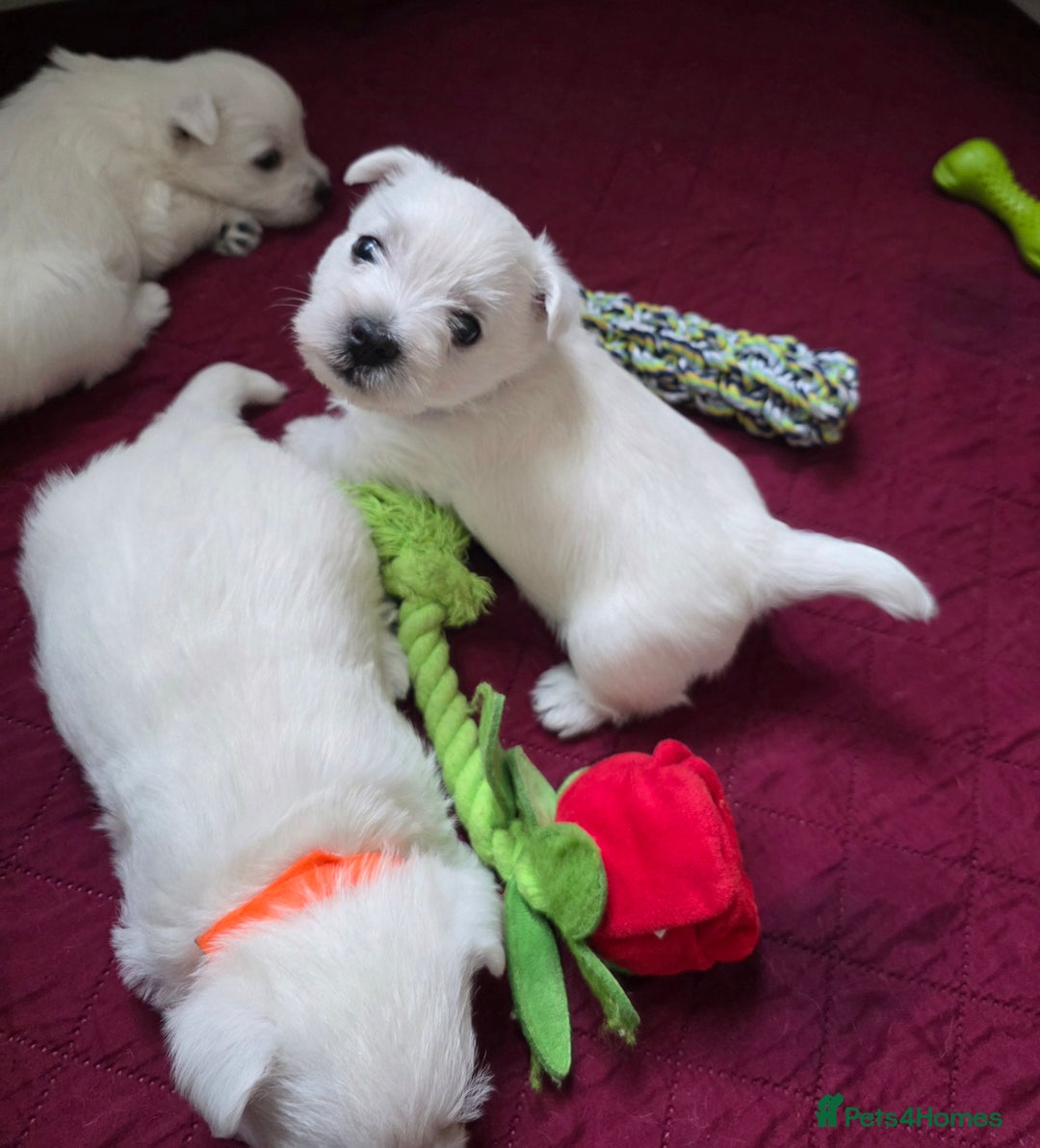 West Highland Terrier dogs for sale: Strong full of life and joy girls KC registered  - Advert 14