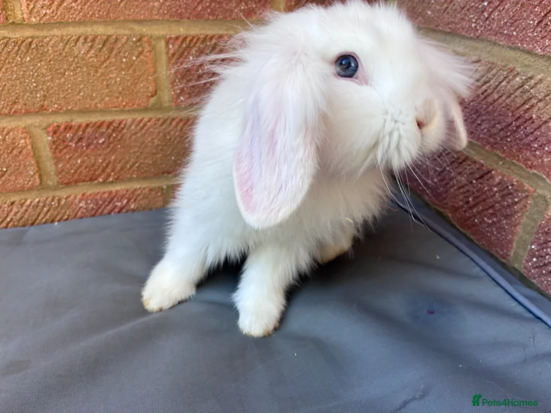Mixed Breed rabbits for sale: Mixed breed Lionhead Dwarf Lops  - Advert 5