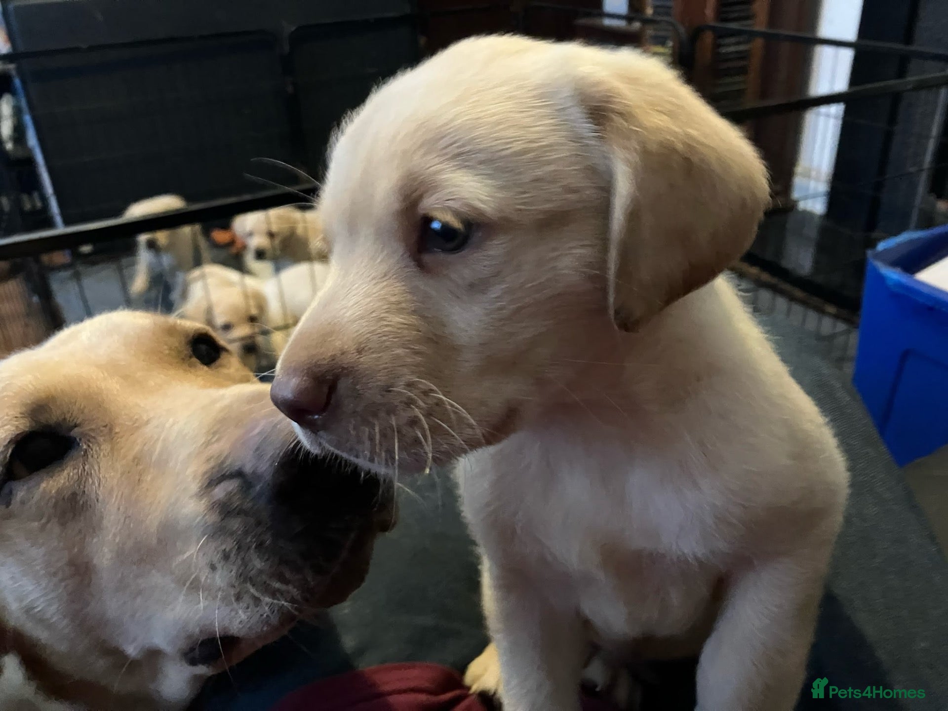 Labrador Retriever dogs for sale: Gorgeous Labrador puppies for sale - Advert 1