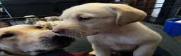 Labrador Retriever dogs for sale: Gorgeous Labrador puppies for sale - Advert 1