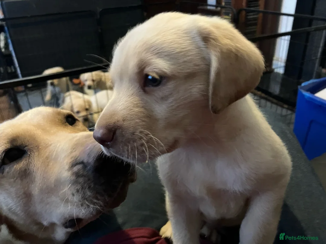 Labrador Retriever dogs for sale: Gorgeous Labrador puppies for sale - Advert 1