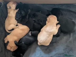 Mixed Breed dogs Beautiful Labrador x Chow Chow puppies - Advert 1