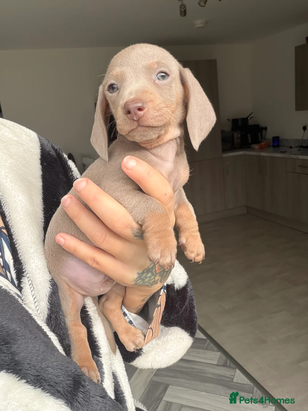 Miniature Dachshund dogs for sale: Minature dachshund last puppy ❤️ - Advert 4