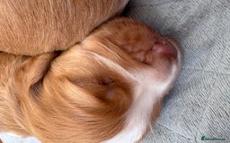 Cocker Spaniel dogs for sale: Cocker Spaniel Puppies  - Image 28