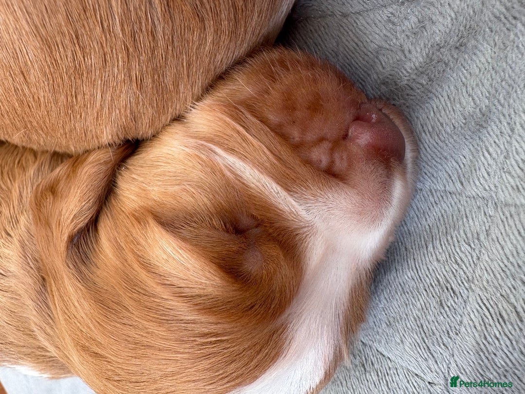 Cocker Spaniel dogs for sale: Cocker Spaniel Puppies  - Image 28