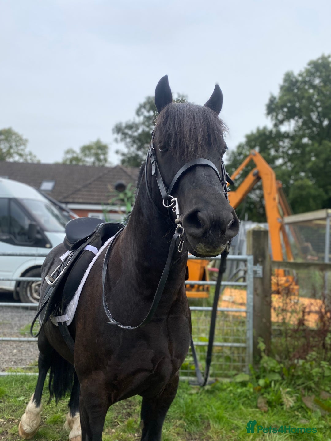 Welsh Section C horses for sale: Welsh C - Advert 3