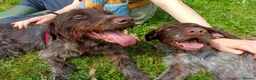 German Wirehaired Pointer dogs for adoption: Lucy, GWP Podenco cross, aged 3 - Advert 4