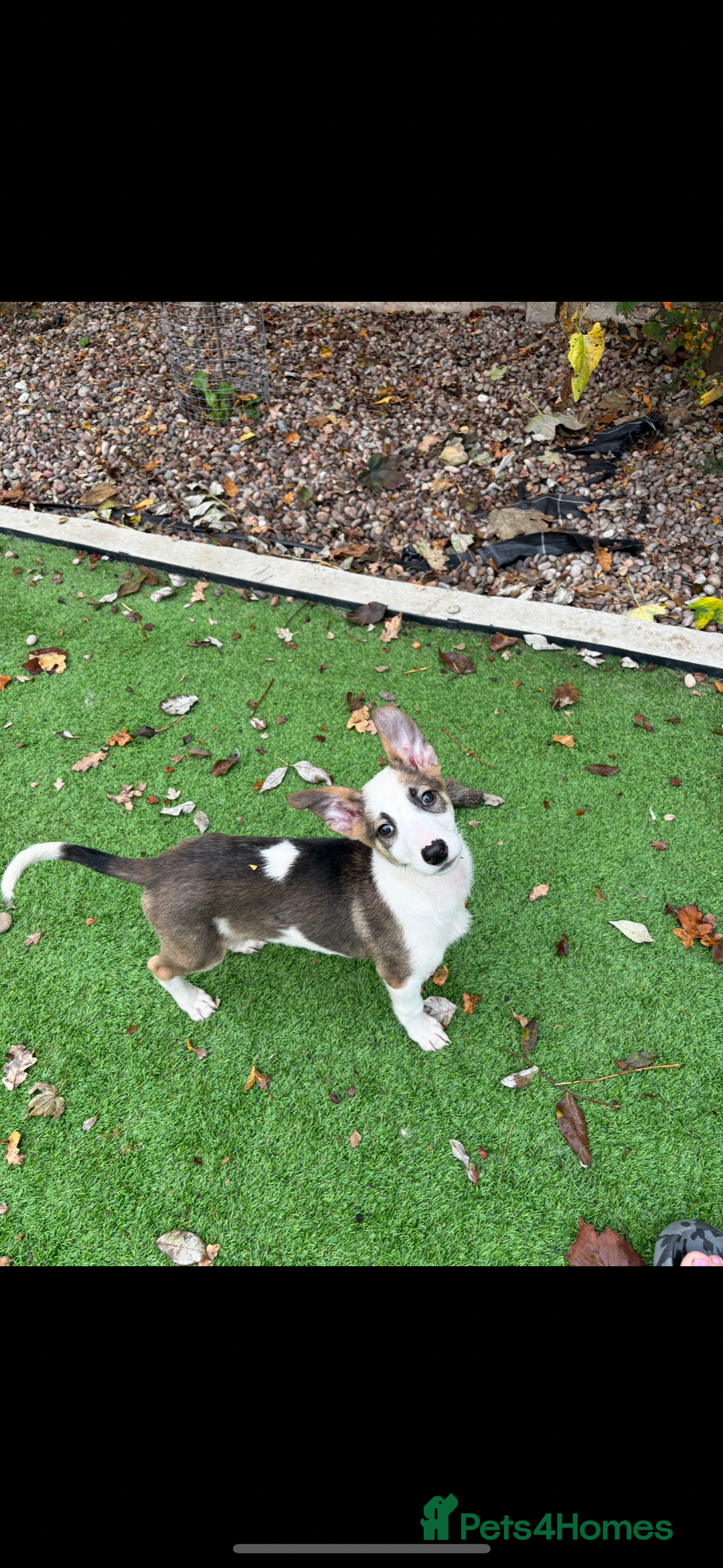 Mixed Breed dogs for sale: Cute puppy is looking for his forever home - Advert 2
