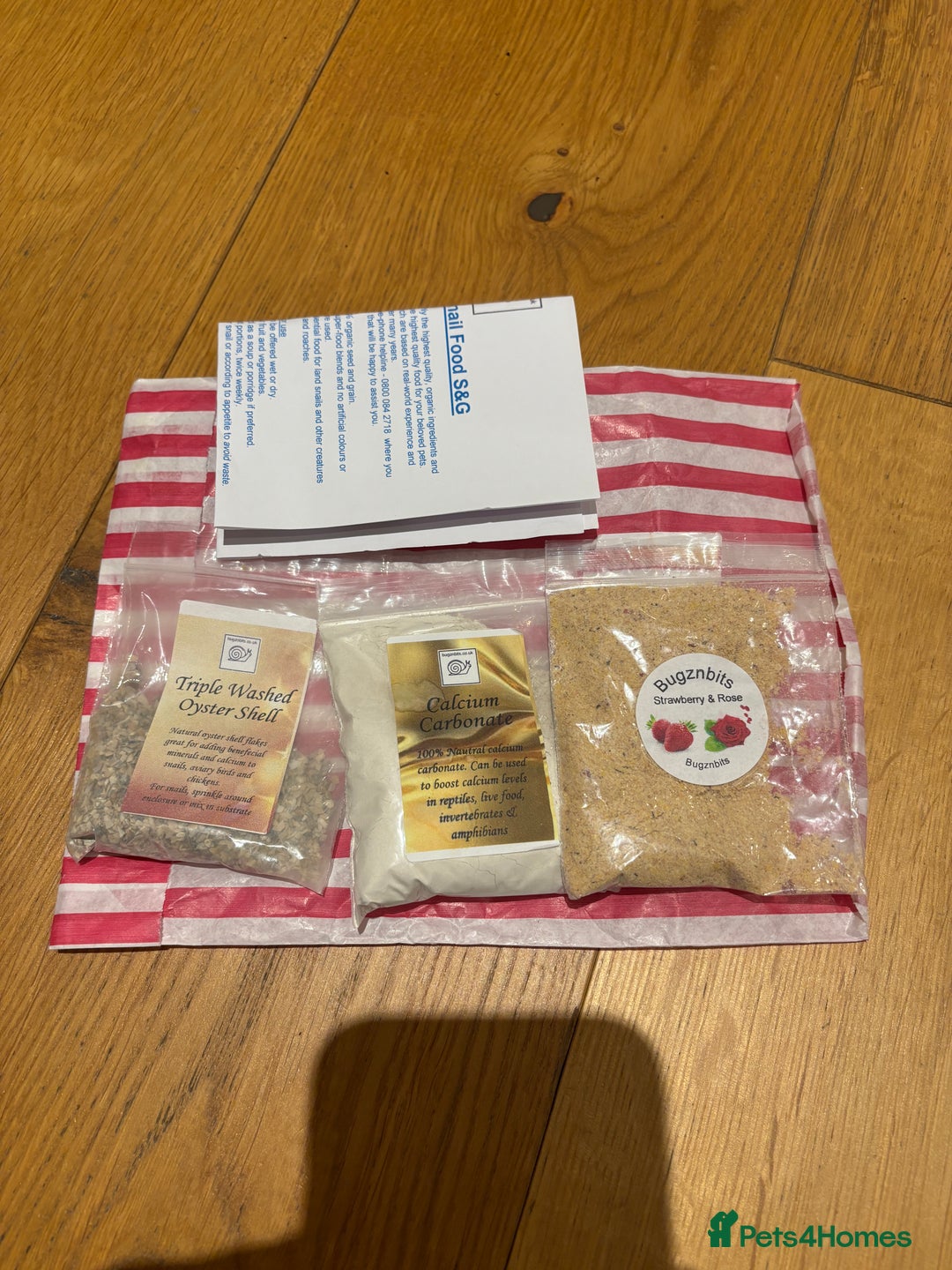 Snails invertebrates for sale: SILVER LEUCISTIC OVUMS TANK STARTER KIT IREDALEI  - Image 16