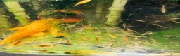 Platies fish for sale: Beautiful small Platy, Guppy shrimps&Pleco-HobbyTK - Advert 3