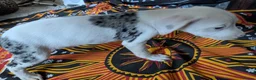 Mixed Breed dogs for sale: English pointer cross Staffordshire bull terrier - Advert 11